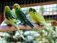 nestjunge Wellensittiche abzugeben - Greifswald