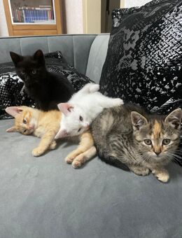 Babykatzen - Bottrop