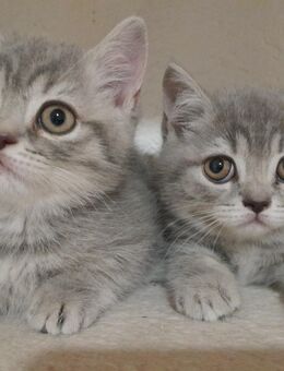 BkH Kitten Kätzchen - Gechingen