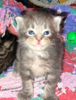 Reinrassige Maine Coon Kitten - Thalfang
