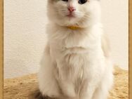 Ragdolls Katze mit Stammbaum sucht... - Muldestausee