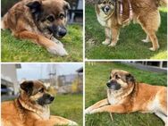 AVA -Verschmuster Teddybär- - Duisburg
