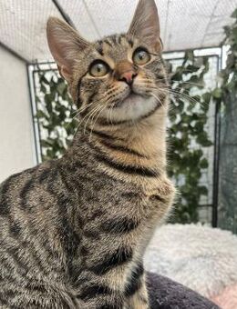 🎯Süßer junger Kater Sile🎯 - Eislingen (Fils)