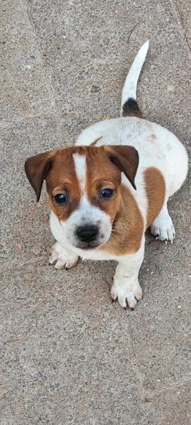 Jack Russell Terrier Welpen