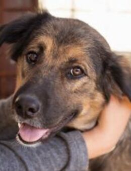 Jacky 💗 junge Traumhündin sucht Zuhause - Hamburg