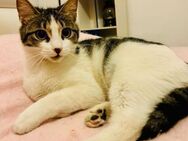 Julie aus dem Tierschutz - Grevenbroich