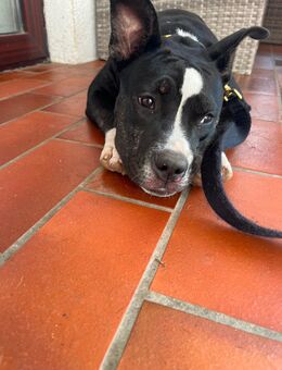 Old English Bulldog Mix – Hündin, 6 Monate alt, sucht liebevolles Zuhause . - Rennertshofen
