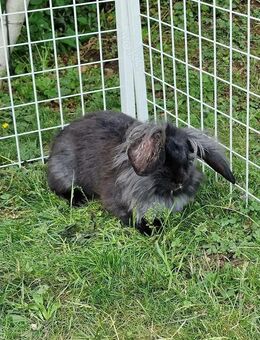 Löwenkopf - Widder Mix Hase Rammler - Mörnsheim