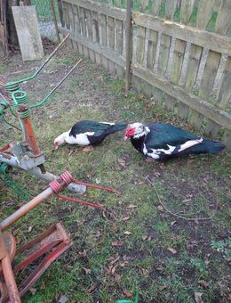 Enten Warzenenten Flugenten - Waldenburg (Sachsen)