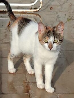 Kleine♥Sheyla♥sucht ihre treuen Menschen - Hamburg