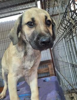 Ilja von kettenlos - Bollingstedt