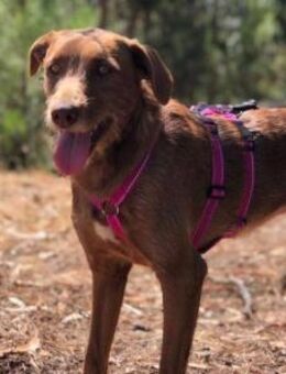 QUINOA - liebe & freundliche Hündin - Velbert