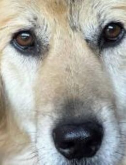 Mylo, der Traurige 🐾 - Elsdorf (Nordrhein-Westfalen)