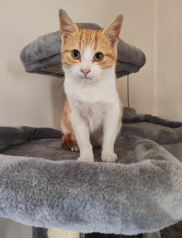 Orfeas aus dem Tierschutz - Grevenbroich