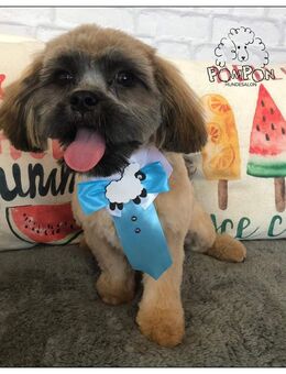 Shih tzu - Kremmen