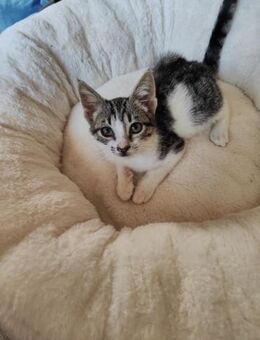 Mandy aus dem Tierschutz - Grevenbroich