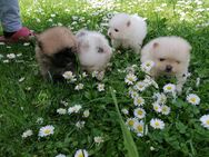 Reinrassige Pomeranian Welpen - Kyritz
