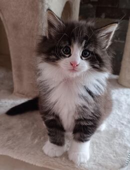 Norwegische Waldkatzen Kitten - Regenstauf