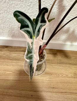 Alocasia Nobilis pink variegata Rhizome - Buttstädt