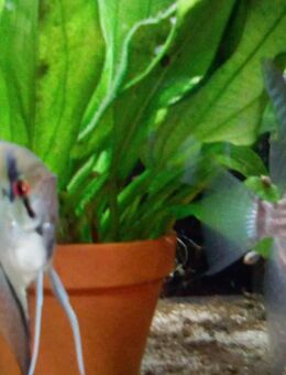 Skalare "ALTUM" - München Berg am Laim