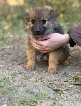 Walter - Welpenjunge auf der Suche - Köln