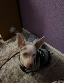 Hallo ich bin liv - Erfurt