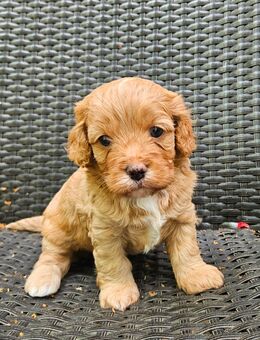 Cavalier King Charles/Toypudel Welpen Cavapoo Mini Pudel Doodle - Erfurt