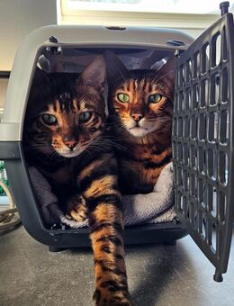 Zwei Bengalenkatzen (kastriert, geimpft, inkl. Zubehör) - Duisburg