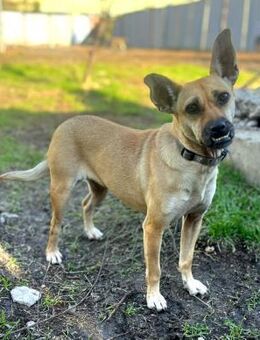 Besondere, tolle, liebevolle Anni sucht - Berlin