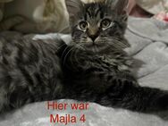 Maine Coon / Hauskatze - Langen (Hessen)