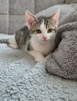 Babykatze - Hiltpoltstein