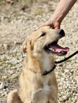 Freundlicher Hundebub DASH sucht 🐾🐾♥️ - München