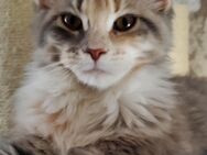 Maine Coon Kitten - Neubrandenburg