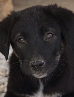 Louisa, geb. ca. 12/2023, GRIECHENLAND - Markdorf