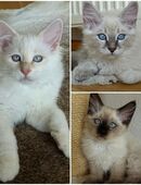 3 Heilige Birma Kitten Freigänger Katzen Kater Katze in 8262