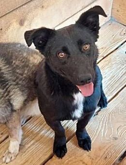 Blacky aufgeweckt und freundlich - Bonndorf (Schwarzwald)