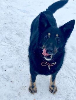 Zuckerschnute Pyusha❤️sucht ihre Familie - Rott (Inn)