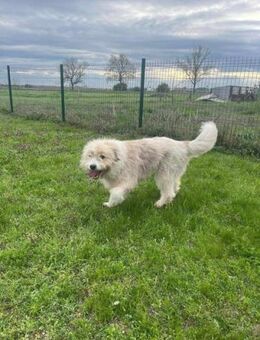 Zelda wartet auf ihre Chance - Nordwalde