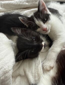 Kitten suchen ein neues Zuhause Katzenbaby - Hamburg
