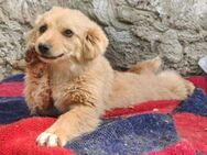 FULGA, ein Hundebaby sucht Liebe 💘 - Hof