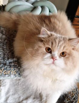 BLH Katerchen Yaris sucht neuen Wirkungskreis für liebevolle Hände auf Lebenszeit - Suderburg