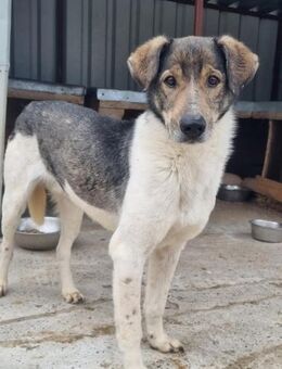 DRAKE braucht endlich ein Zuhause - Neuberg