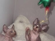Kanadische Sphynx Kätzchen zu reservieren. - Berlin