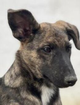 Gitta - möchte endlich glücklich sein - Köln