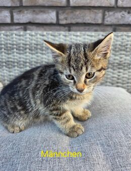 7 Kitten abzugeben - Brokstedt