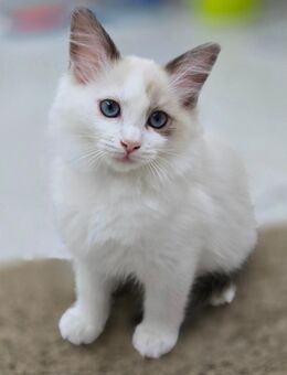 Ragdoll Kitten Abgabebereit - Rülzheim