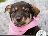 Chip 231911: Hundekind sucht ein Zuhause - Kirchzell