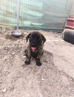 Verdi - Lorsch (Karolingerstadt)