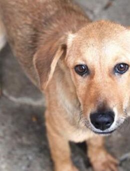 Marty ist superlieb und menschenbezogen! - Karben