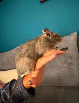 Degu Männchen 1 Jahr alt - Urbar (Landkreis Mayen-Koblenz)